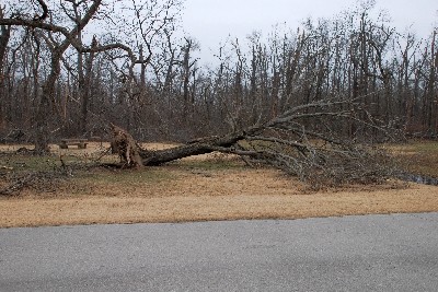 Oak Leaning (1)