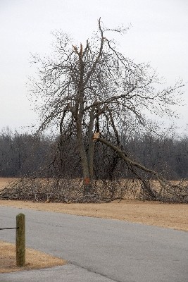 Mature Tree Crown Loss