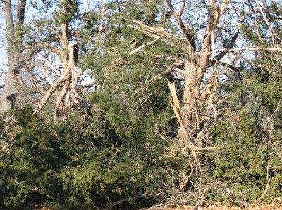 Woodward Park - Redcedar Damage