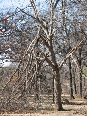 Woodward Park - Young Tree Damage