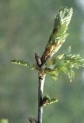 Oak Budburst (UK) - 2