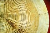 Wood Rings - Carbon