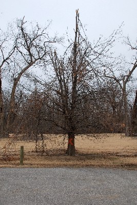 Yound Tree Crown Damage