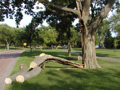 Tree Damage